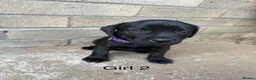 Staffordshire Bull Terrier dogs for sale: SOLD.  - Advert 14