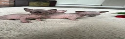 Sphynx cats for sale: Canadian Elf Sphynx  - Advert 35