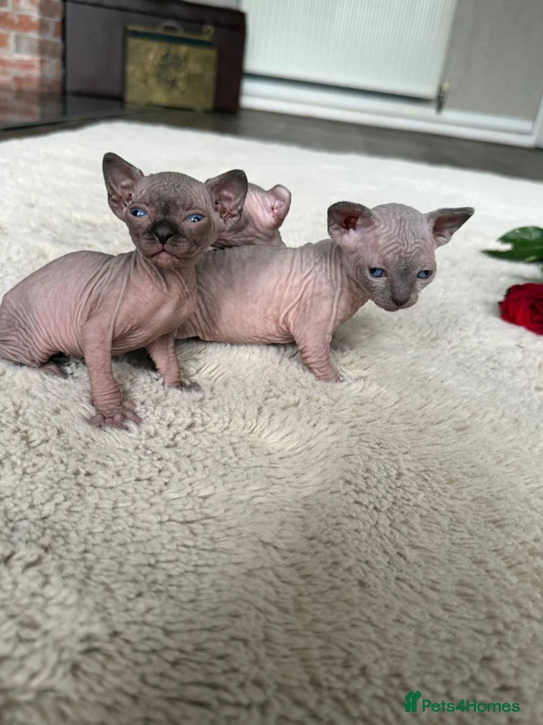 Sphynx cats for sale: Canadian Elf Sphynx  - Advert 35