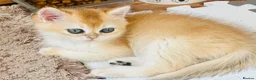 British Shorthair cats for sale: 🧡✨ BEAUTIFUL FLUFFY KITTEN – CHAMPION LINES ✨🧡 - Advert 4