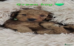 Cockapoo dogs for sale: Reduced!! Stunning F1B Toy Cockapoo Puppies  - Image 9