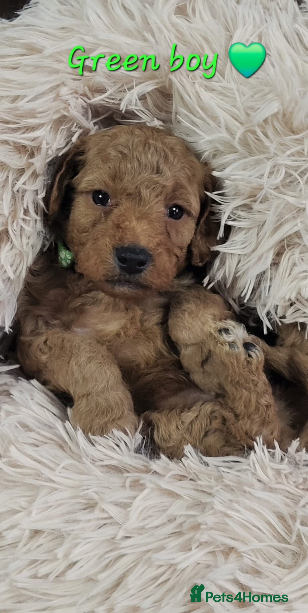 Cockapoo dogs for sale: Reduced!! Stunning F1B Toy Cockapoo Puppies  - Image 9