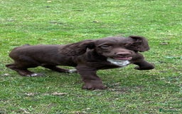 Cocker Spaniel dogs for sale: Cocker Spaniel puppies for sale - Image 7