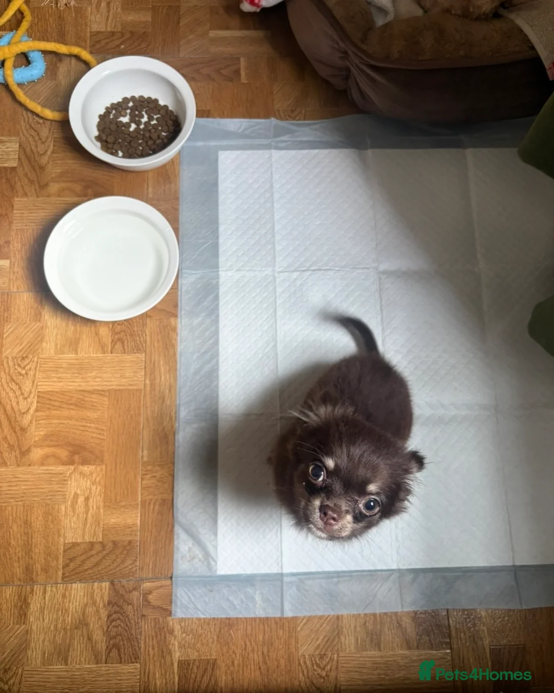 Chihuahua dogs for sale: Long Hair Chocolate Chihuahua Male in London - Advert 2