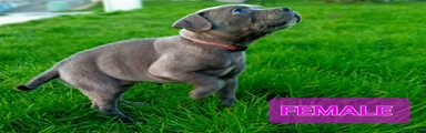 Staffordshire Bull Terrier 4