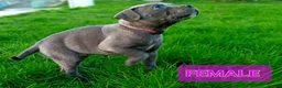 Staffordshire Bull Terrier dogs for sale: Blue Staffordshire bull terrier puppies in Birmingham - Advert 5