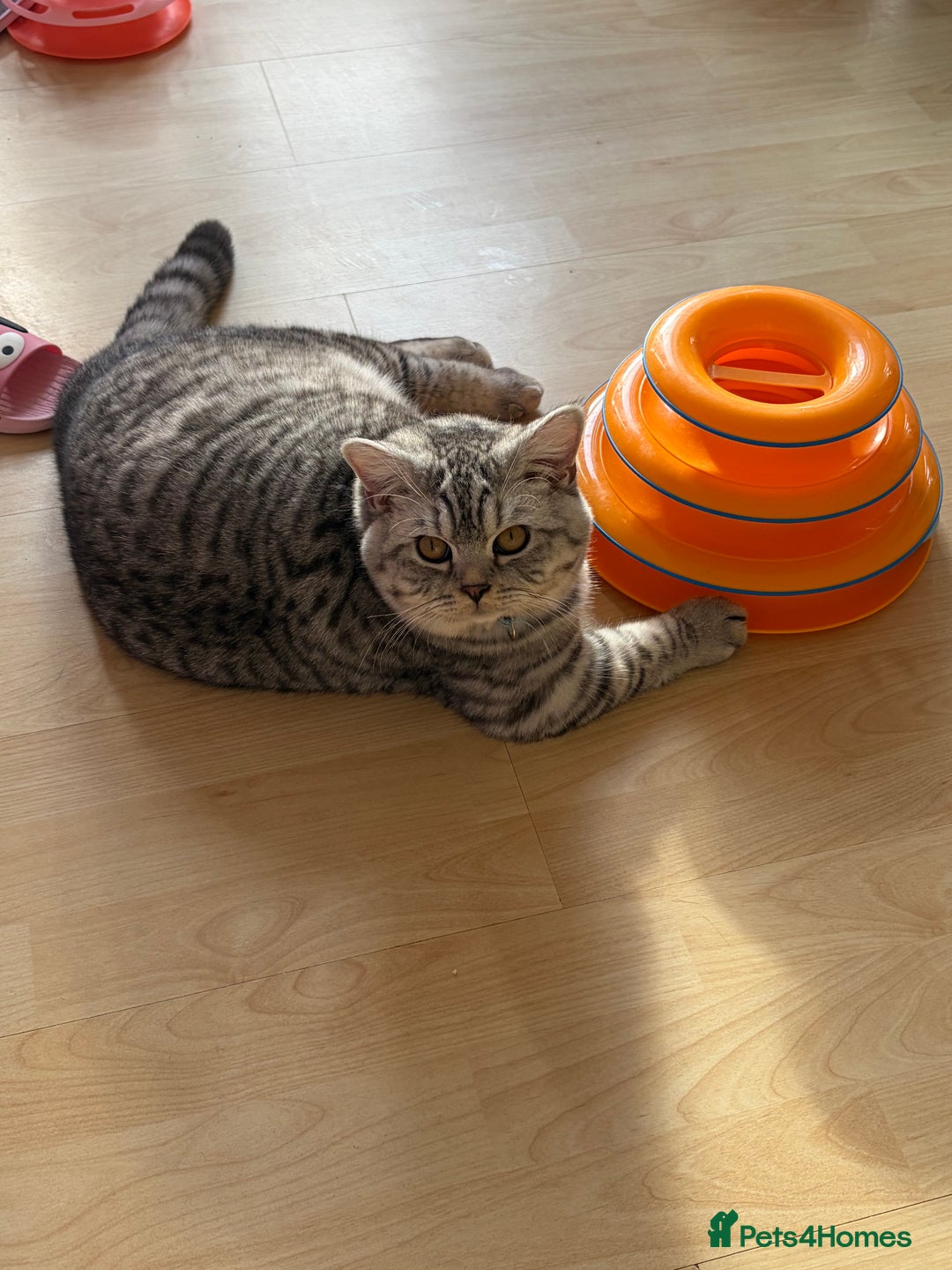 British Shorthair cats for sale: 3 Kittens•Full Pedigree•Champions bloodline•GCCF - Advert 13