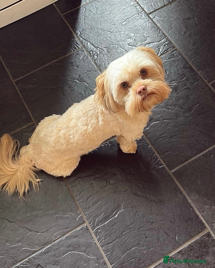 Shih Tzu dogs Archie the Shitzu available for stud  - Advert 2