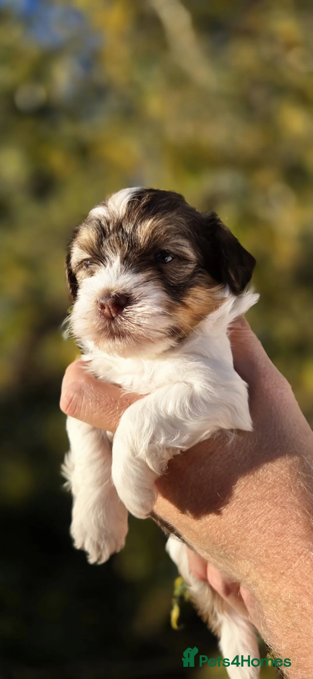 Havanese dogs for sale: Handsome havanese boy !!  - Advert 2