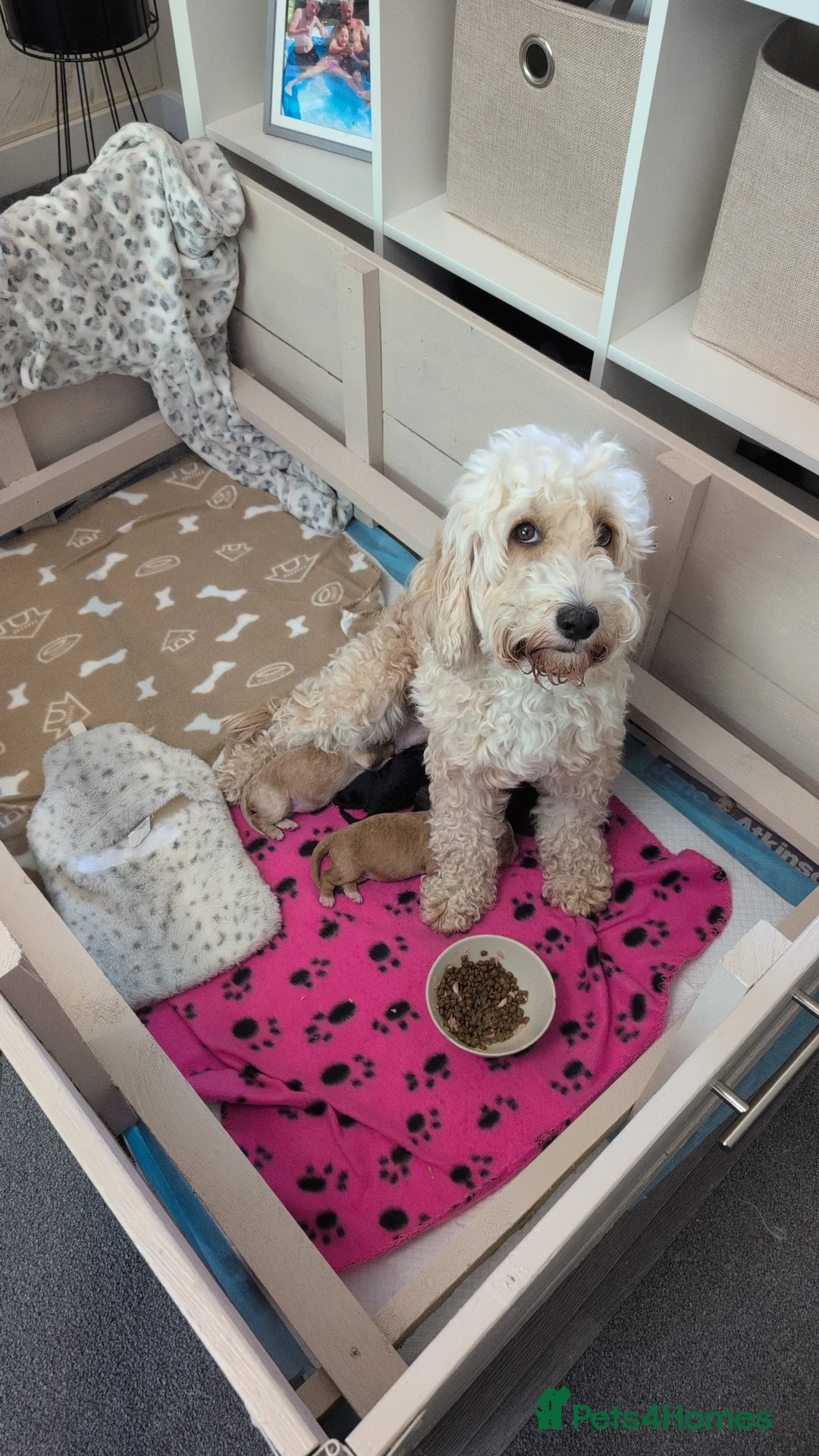Cockapoo dogs for sale: Stunning puppies for sale  in Shildon - Advert 2