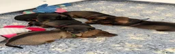 Miniature Dachshund dogs for sale: RKC Registered Miniature Wire - Haired Puppies  - Advert 19