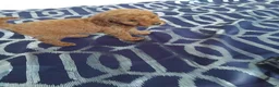 Cavapoo dogs for sale: Beautiful cavapoo puppies  - Advert 6