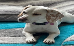 Beagle dogs for sale: Lemon Beagle - Image 2