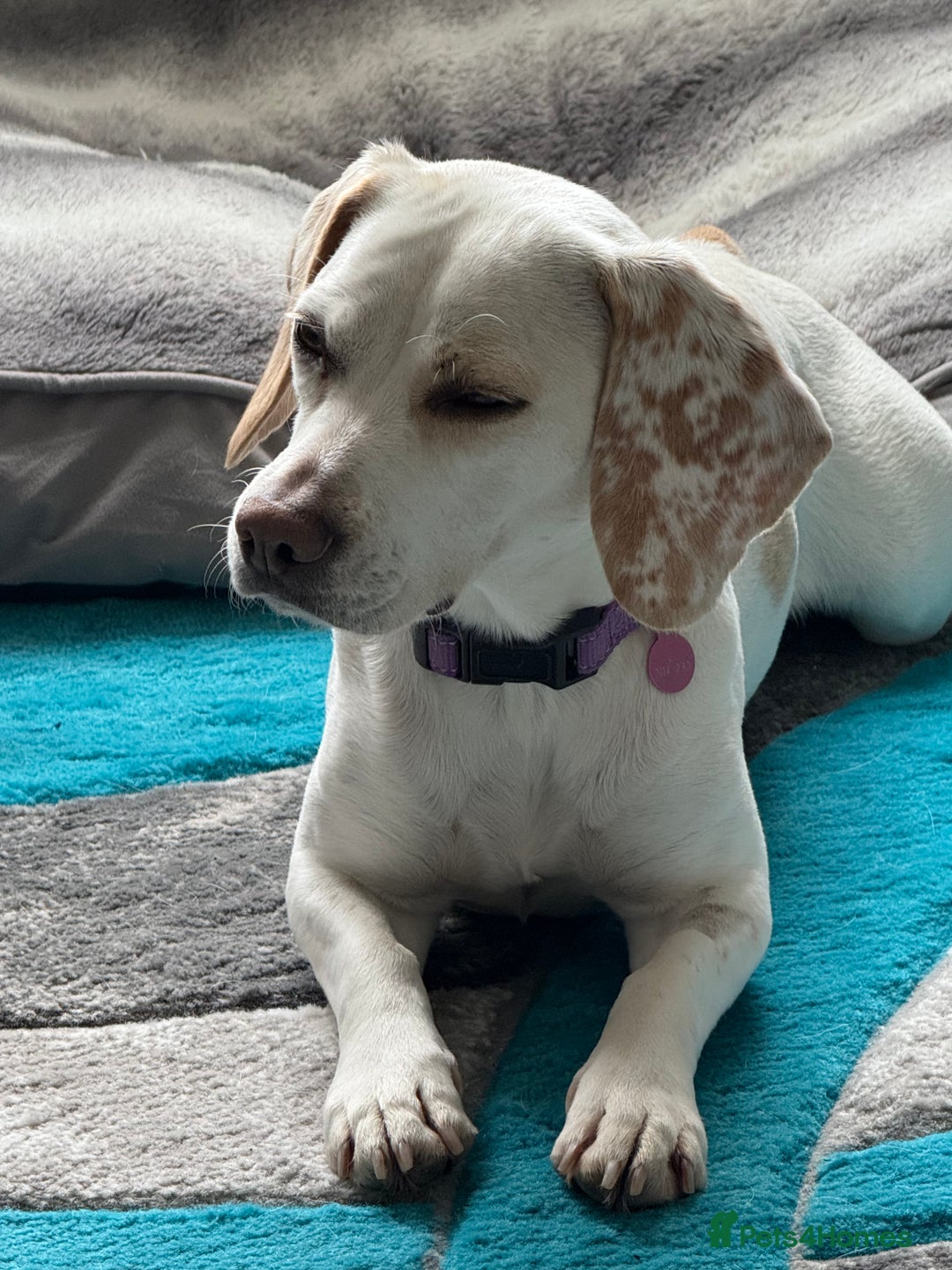 Beagle dogs for sale: Lemon Beagle - Image 2