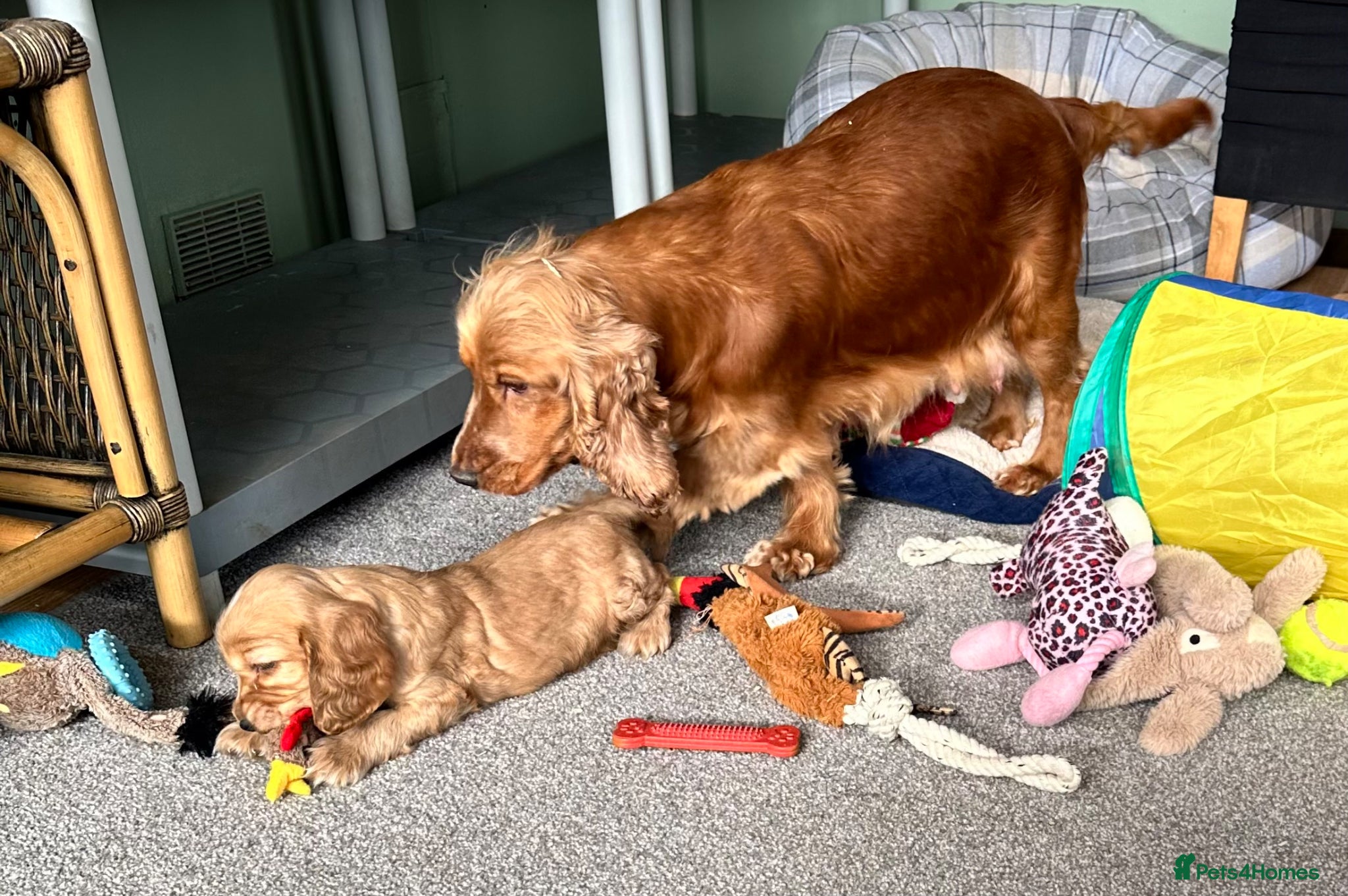 Cocker Spaniel dogs Handsome show type gold boys - Advert 2