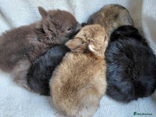 Netherland Dwarf rabbits Netherland dwarfs. 8 wk old babies soon. - Advert 15