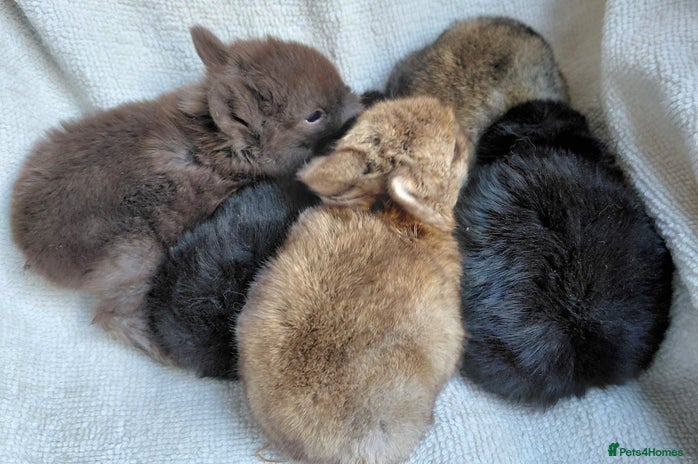 Netherland Dwarf rabbits Netherland dwarfs. 8 wk old babies soon. - Advert 14