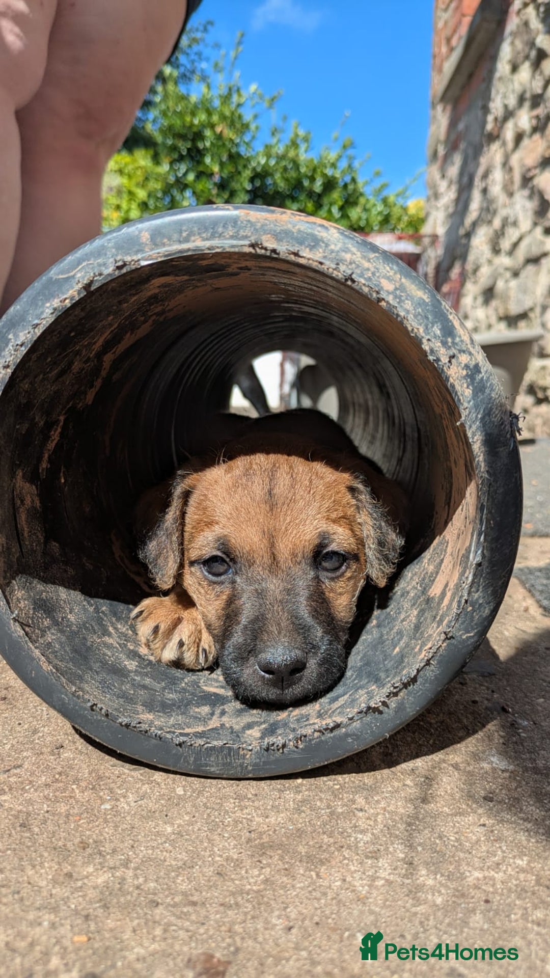 Patterdale Terrier dogs for sale: Patterdale Pups  - Image 5