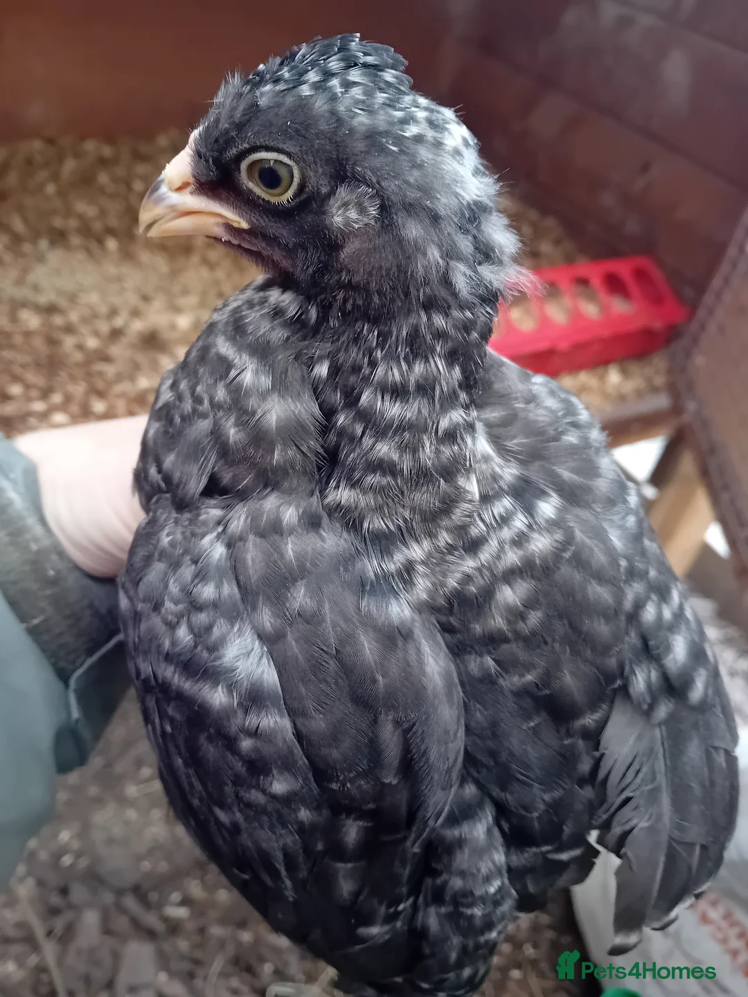 Chickens poultry for sale: Green & Blue Eggers – Confirmed Pullets - Advert 1