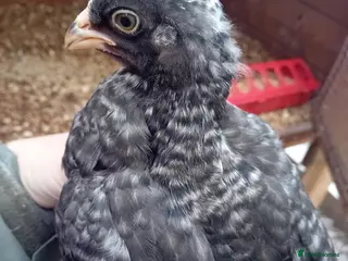 Chickens poultry Green & Blue Eggers – Confirmed Pullets - Advert 10