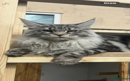 Ragcoon cats for sale: ⭐️RAGCOON FEMALE ⭐️ READY NOW - Image 8