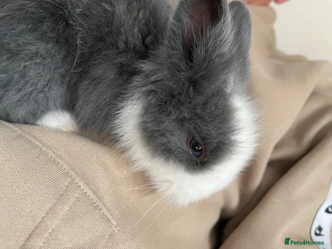 Lionhead rabbits for sale: Gorgeous double maned lionhead babies (6 weeks) - Advert 11