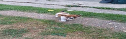 Jack Russell dogs for sale: 5 Gorgeous Juck Russel Puppies for sale  in London - Advert 8
