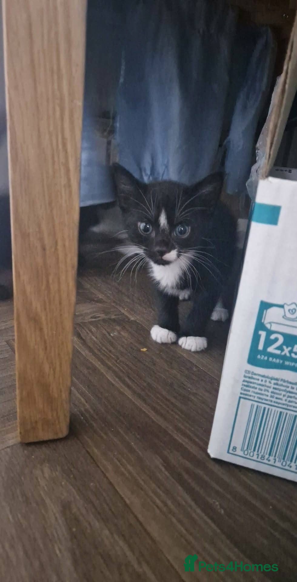 Mixed Breed cats Beautiful little boy needing new home asap - Advert 1