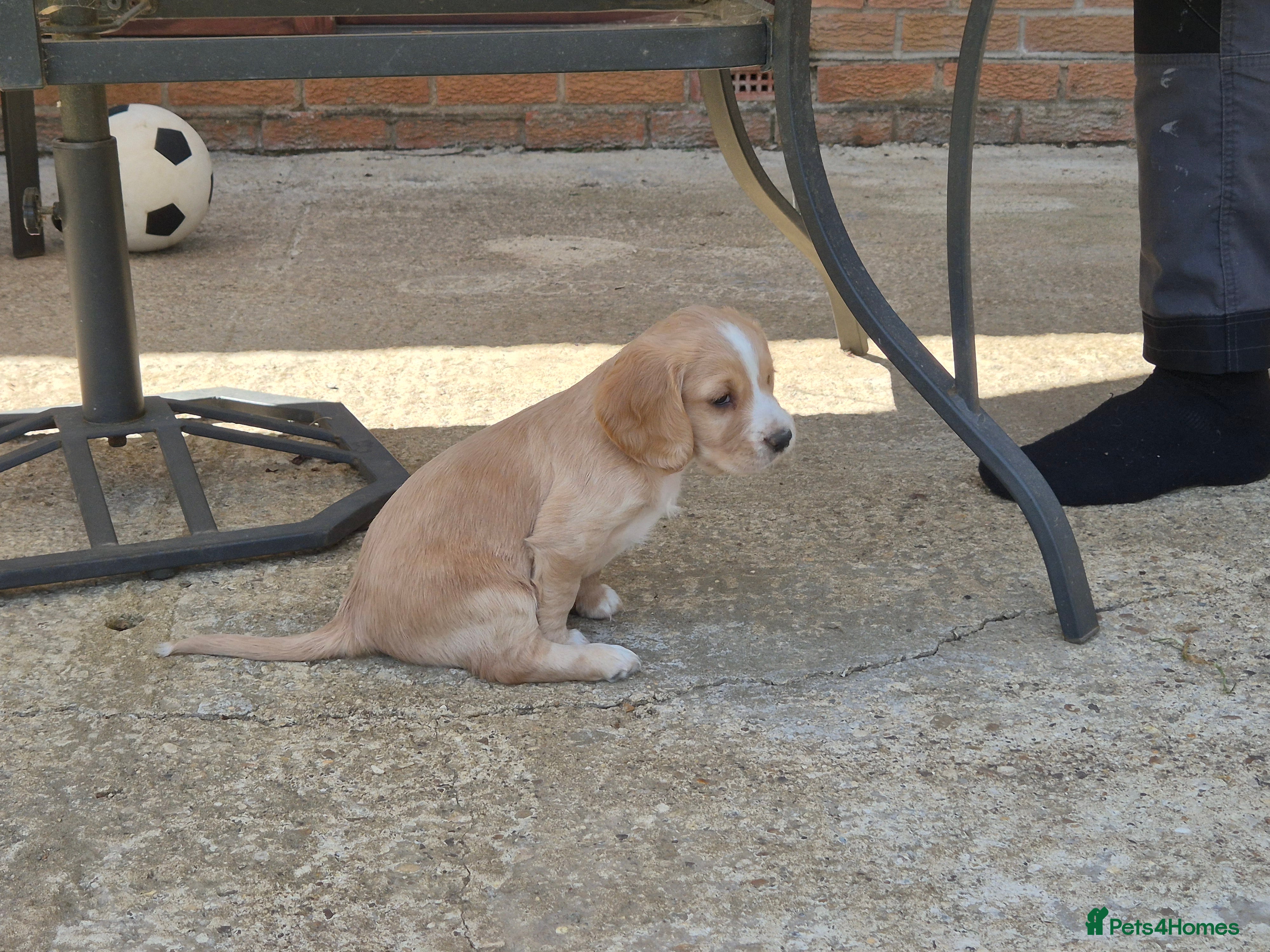 Cocker Spaniel dogs for sale: 1 beautiful black & white boy left kc registered  - Advert 34