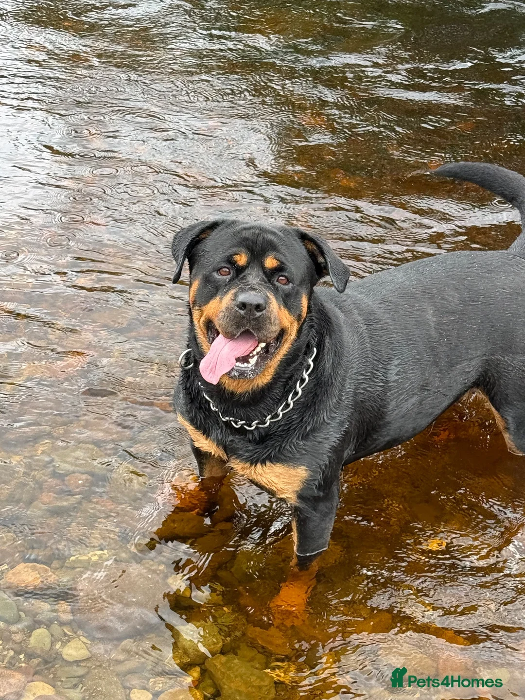 Mixed Breed dogs for sale: Great Rottie (Dane Weiler) Puppies - Advert 2