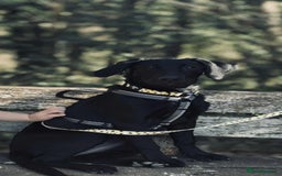 Labrador Retriever dogs for sale: Labrador retriever  - Image 4