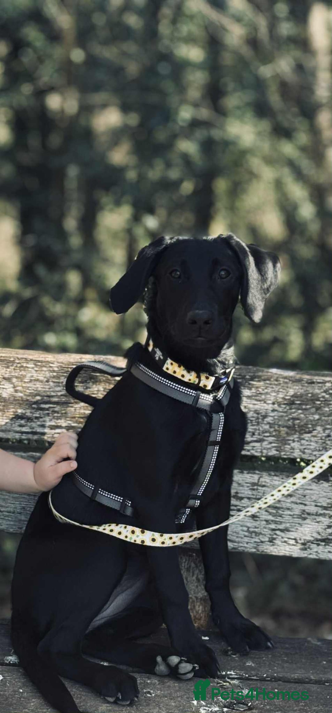 Labrador Retriever dogs for sale: Labrador retriever  - Image 4