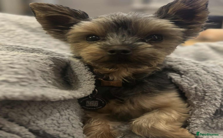 Yorkshire Terrier dogs - Advert 15