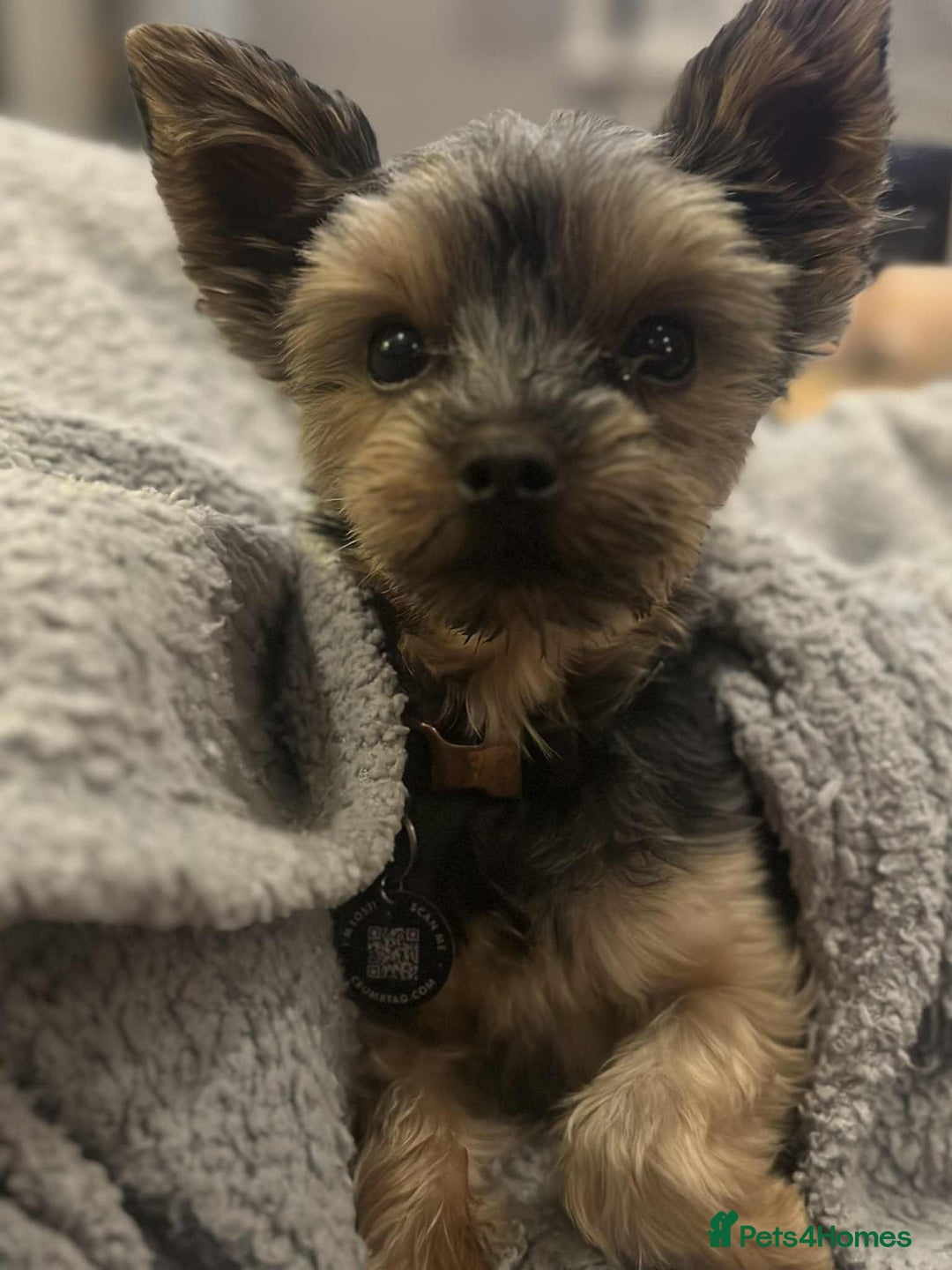 Yorkshire Terrier dogs for sale: Teacup yorkie  - Image 1