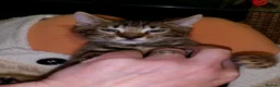 Bengal cats for sale: Bengal kittens - Advert 5