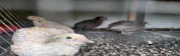 Quail poultry for sale: 6 week old sexed jumbo quail. - Advert 7