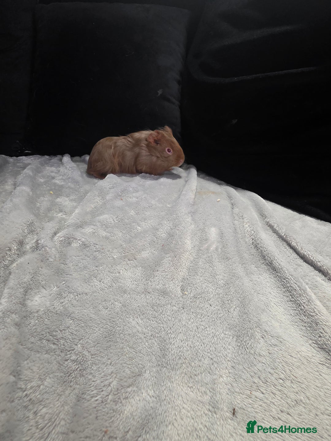 Guinea Pig rodents for sale: Baby Guinea pigs  - Advert 7