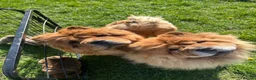 Chow Chow dogs for sale: Beautiful KC Registered Red Chow Chow Girl - Advert 5