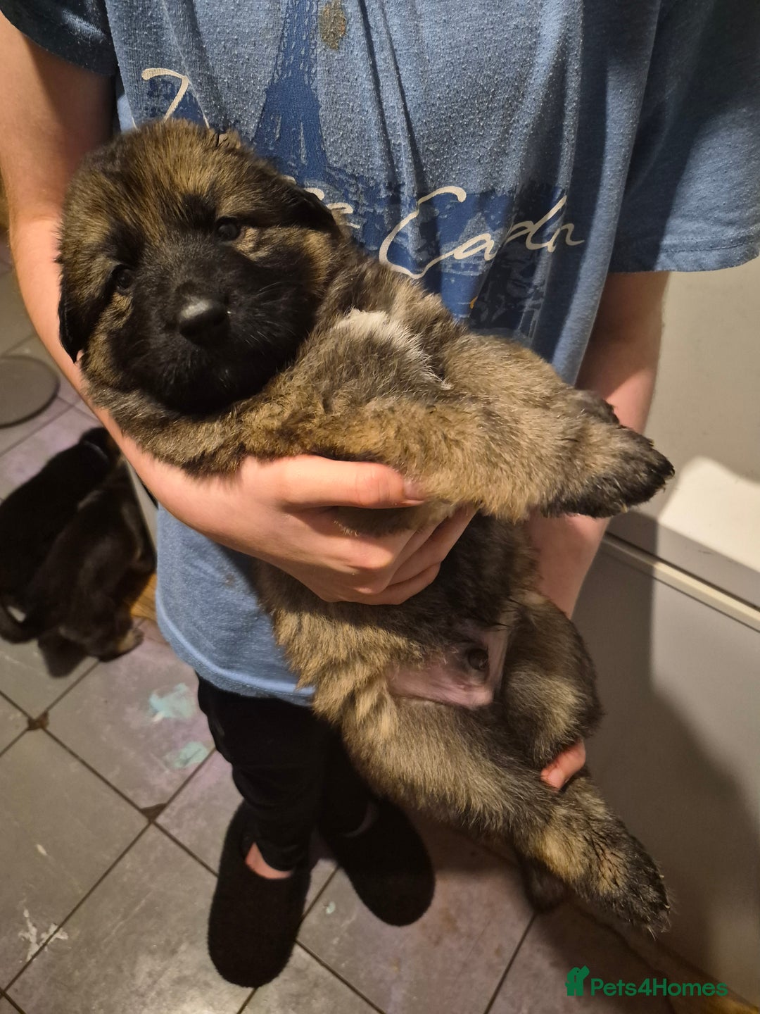 German Shepherd dogs for sale: 8 beautiful GSD puppies for sale  - Advert 16