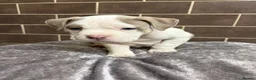 American Bully dogs for sale: POCKET BULLYS  in Orpington - Advert 23