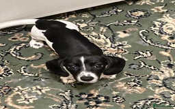 Miniature Dachshund dogs for sale: miniature dachshund puppies for sale. - Image 3