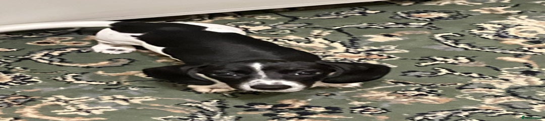 Miniature Dachshund Puppy 1