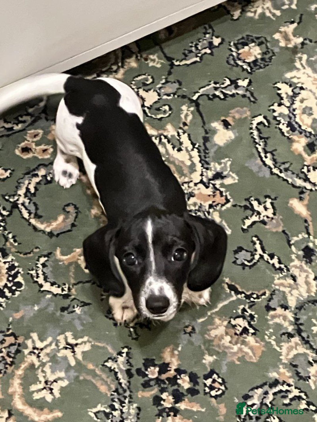 Miniature Dachshund dogs for sale: miniature dachshund puppies for sale. - Image 3