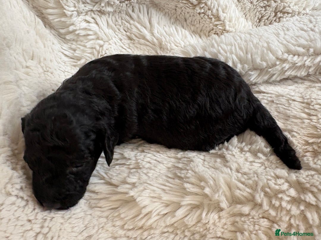 Cavapoo dogs for sale: Beautiful cavapoo puppies from a family home - Advert 29