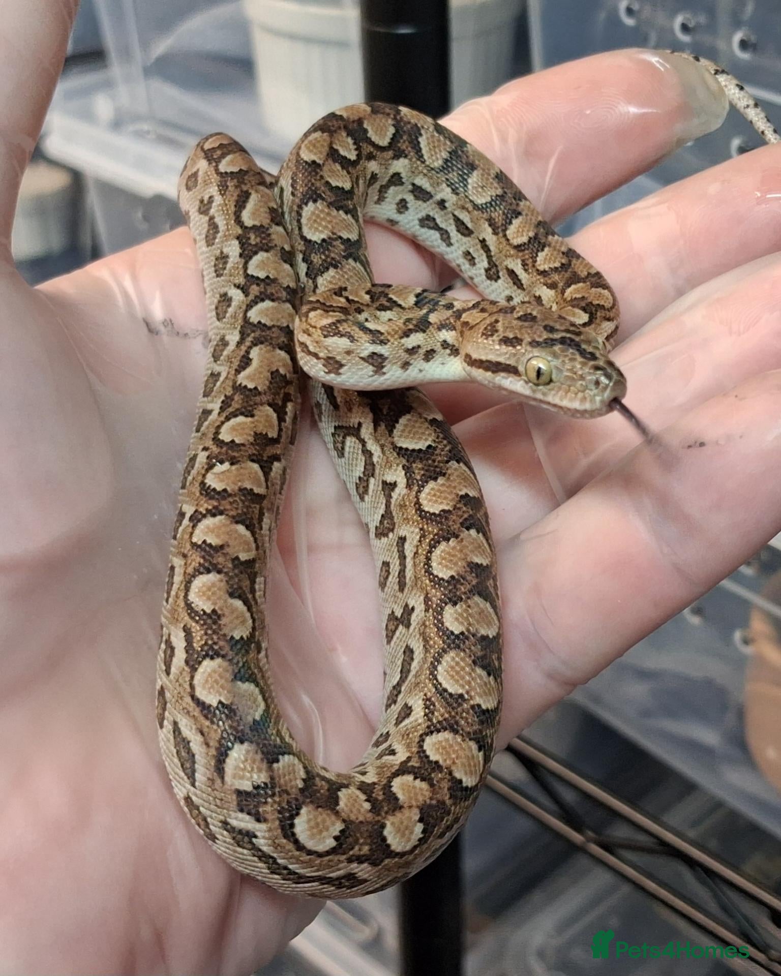 Boa Snake reptiles for sale: Argentina Rainbow Boa's Male & Females - Advert 1