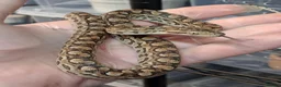 Boa Snake reptiles for sale: Argentina Rainbow Boa's Male & Females - Advert 1