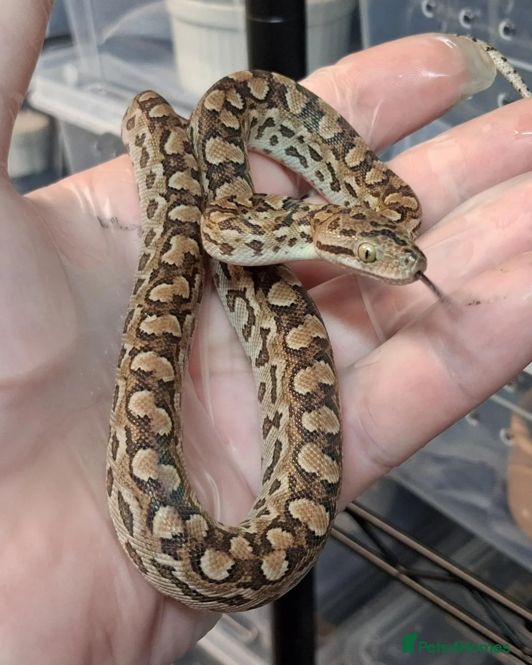 Boa Snake reptiles for sale: Argentina Rainbow Boa's Male & Females - Advert 1