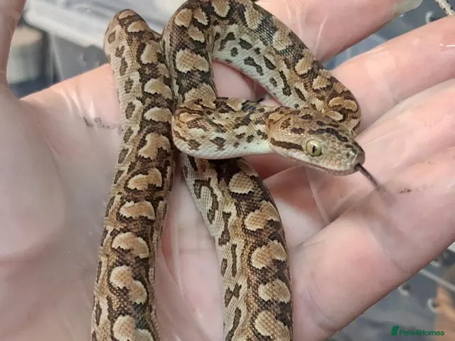 Boa Snake reptiles for sale: Argentina Rainbow Boa's Male & Females - Advert 1