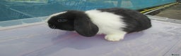 Mini Lop rabbits for sale: 3 Young Mini Lops - Advert 1