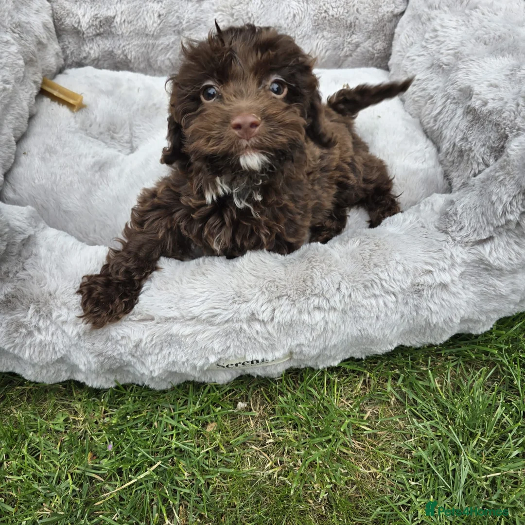 Cockapoo dogs for sale: Stunning F1 cockerpoo puppies  - Advert 1